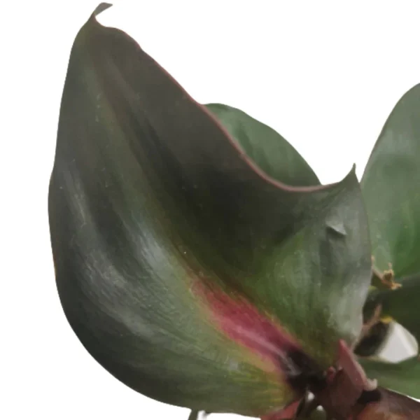 Philodendron Red Heart - Rare - Image 2