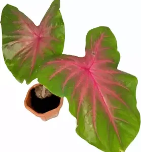 Caladium 'Brandywine' - Tuber