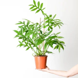 PHILODENDRON DISTANTILOBUM 'CINDERELLA' - Rare
