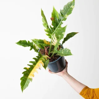 Philodendron Ring Of Fire Variegated - Rare