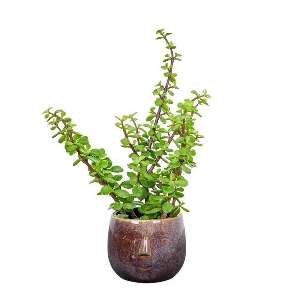 Jade Plant