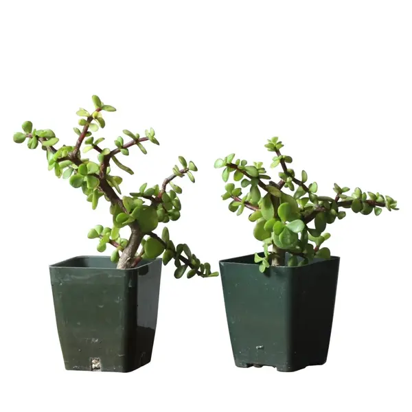 Jade Plant - Image 3