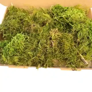 Live Sphagnum Moss - 800gms