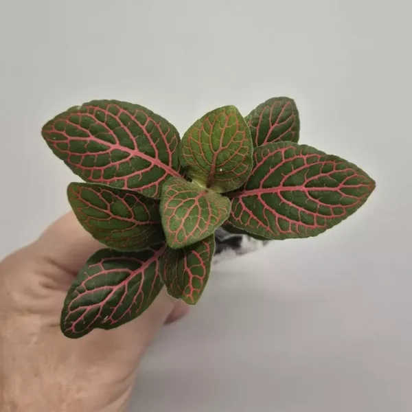 Fittonia - Pink Veined Nerve Plant - Image 3