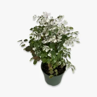 Breynia Disticha, Snow bush