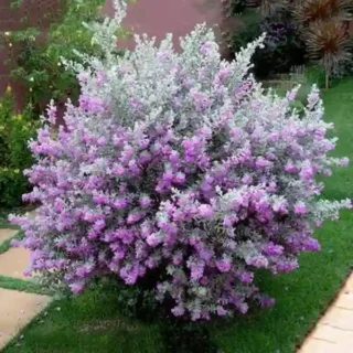 Nikotia plant, Leucophyllum frutescens