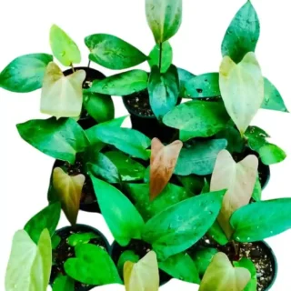 Anthurium Nigrolaminum x Dressleri - Rare