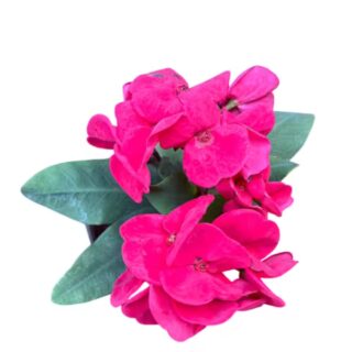 Crown Of Thorns Euphorbia Milii Lady Valentine- E2