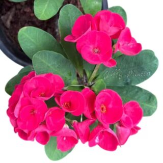Euphorbia Red- E4