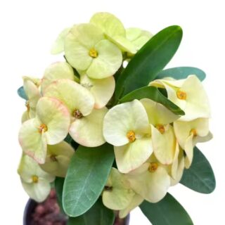 Euphorbia Yellow - E1