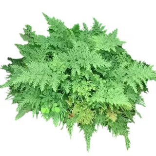Garuda Pacha Fern (Selaginella Plana)