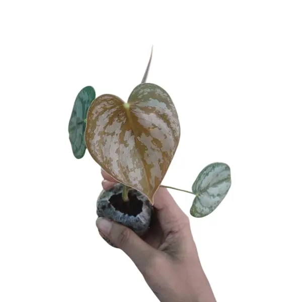 Philodendron Brandtianum - Image 4