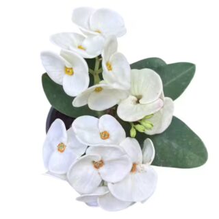 Crown Of Thorns Euphorbia Milii - E4