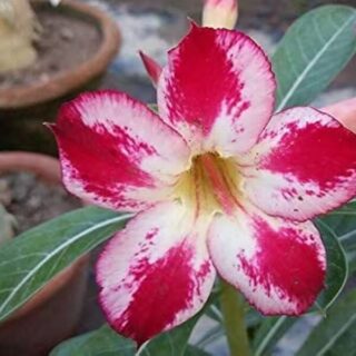 Adenium Plant-55