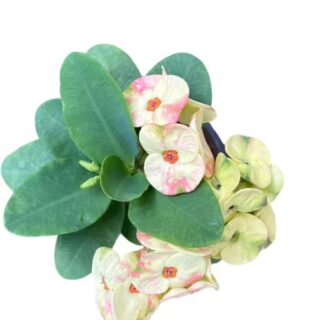 Euphorbia Milii Crown Of Thorns - E1