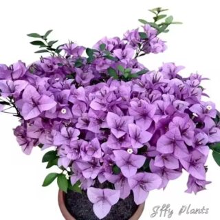 Bougainvillea spectabilis 'Rijnstar Lilac' purple