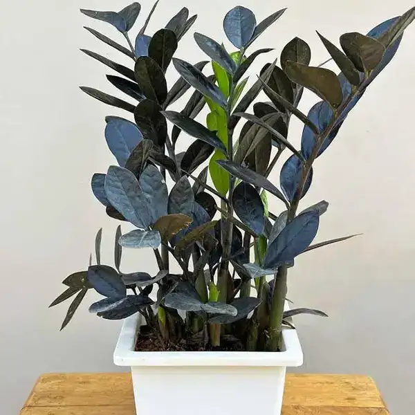 Black zz plant, Raven ZZ Plant