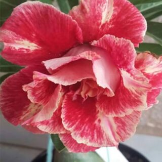 Adenium Plant-101