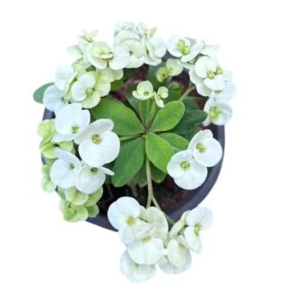 Euphorbia Crown Of Throns