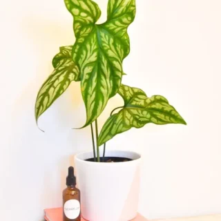 Cercestis Mirabilis - Rare