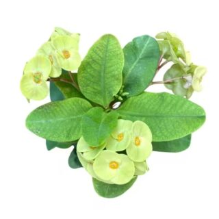 Euphorbia Green - E1