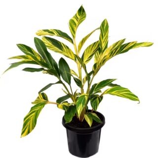 Variegated Shell Ginger, Alpinia zerumbet ‘Variegata’