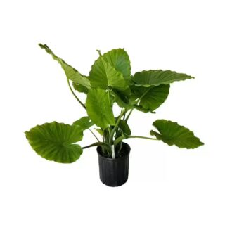 Alocasia Odora Okinawa plant