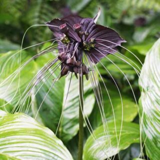 Buy BLACK BAT FLOWER (Tacca Chantrieri) - Rare Plant