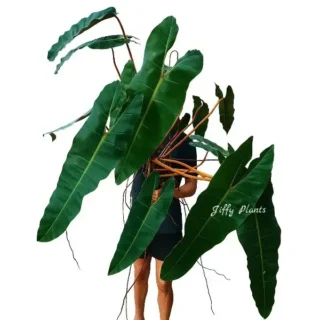 Philodendron Billietiae - Rare plant