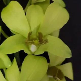 Dendrobium (ds-055)