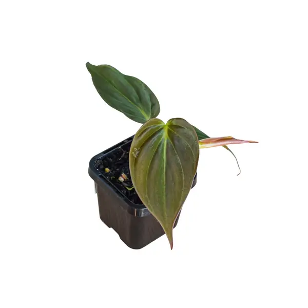 Philodendron Mican plant - Image 4