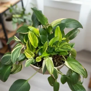 Drimiopsis Maculata Variegata ( Variegated Leopard Lilly)