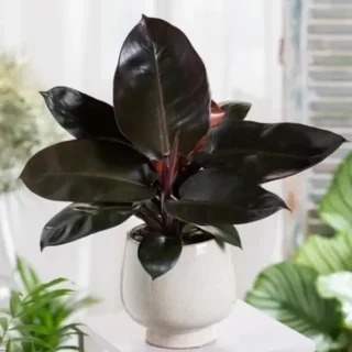 Philodendron Black Cardinal
