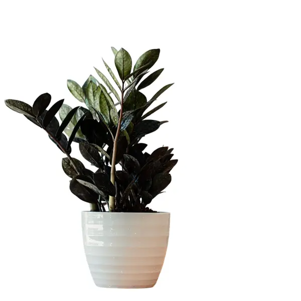 Black zz plant, Raven ZZ Plant - Image 2