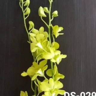 Dendrobium (ds-029)