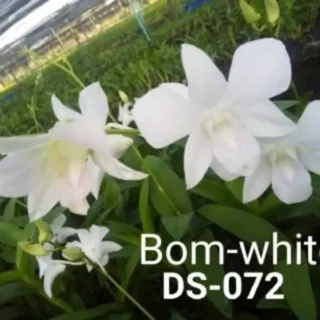 Dendrobium (ds-072)