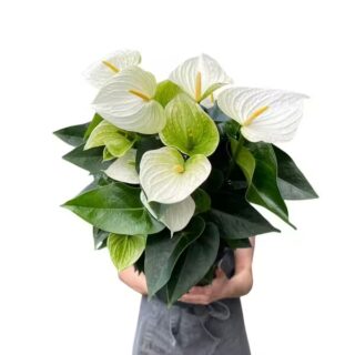 White Anthurium Plant