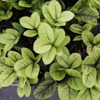 Black ZZ Aurea Plant