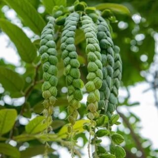 Phyllodium Pulchellum Plant | Showy Desmodium