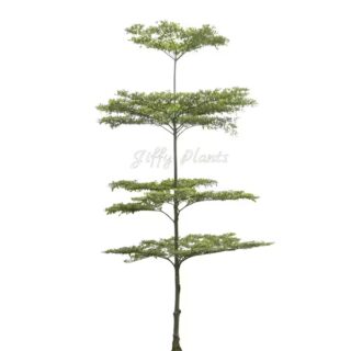 Terminalia Mantaly, Madagascar Almond- Live Plant