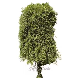 Variegated Curtain Creeper, Parda Bel Variegated, Vernonia Creeper Variegated - Very Rare