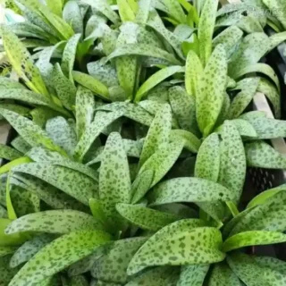 Drimiopsis Kirkii Giant Squill