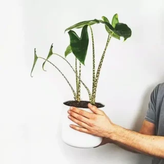 Alocasia Zebrina