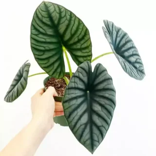 Alocasia Nebula