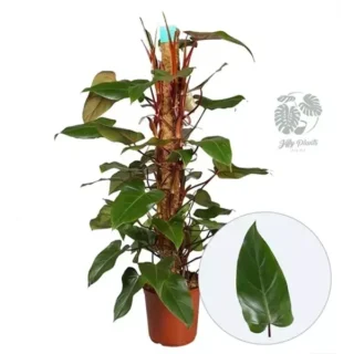 Philodendron Red Emerald