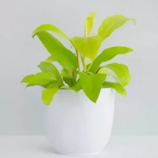 Philodendron Ceylon Golden Plant / lemon lime
