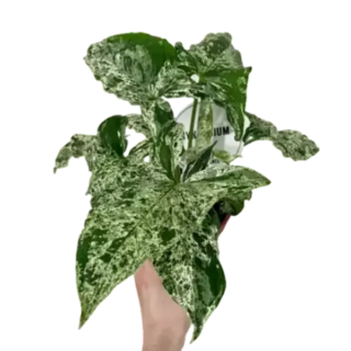 Syngonium Mojito - Rare Plant