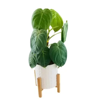 Syngonium Macrophyllum Frosted Heart