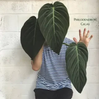 Philodendron Gigas - Rare Plant