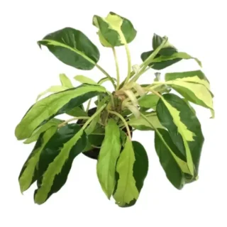 Thai Sunrise Philodendron - Rare